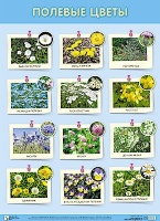 Развивающие плакаты. Полевые цветы.  фото, kupilegko.ru